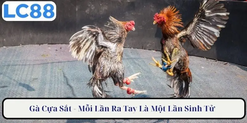 Gà cựa sắt mỗi lần ra tay là một lần sinh tử 