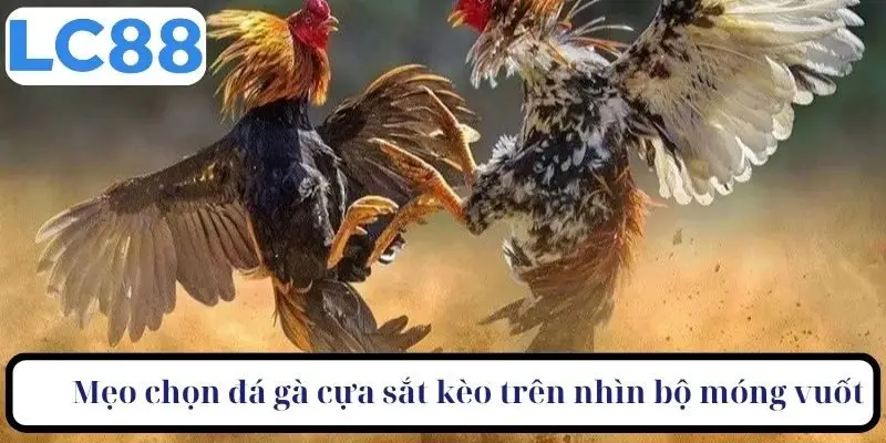 Mẹo chọn đá gà cựa sắt kèo trên hãy nhìn bộ móng vuốt